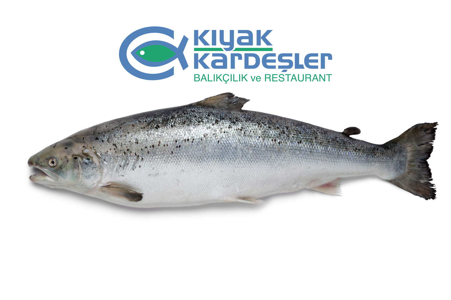 https://www.kiyakkardesler.com.tr/image/1712483740-1730843814.jpeg