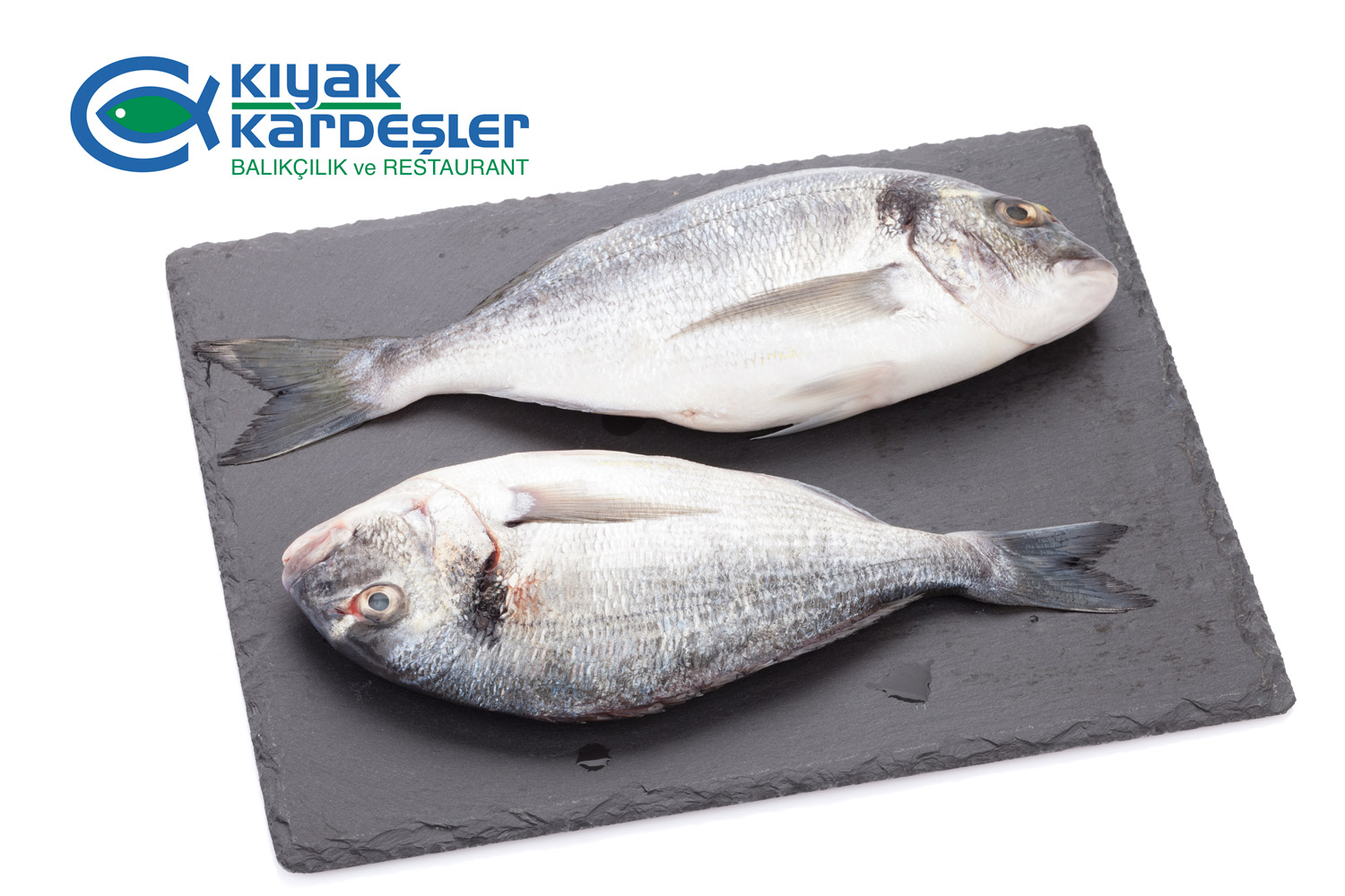 https://www.kiyakkardesler.com.tr/image/1712483783-1837020001.jpeg
